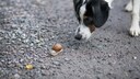 Dog Sniffs Snail