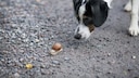 Dog Sniffs Snail