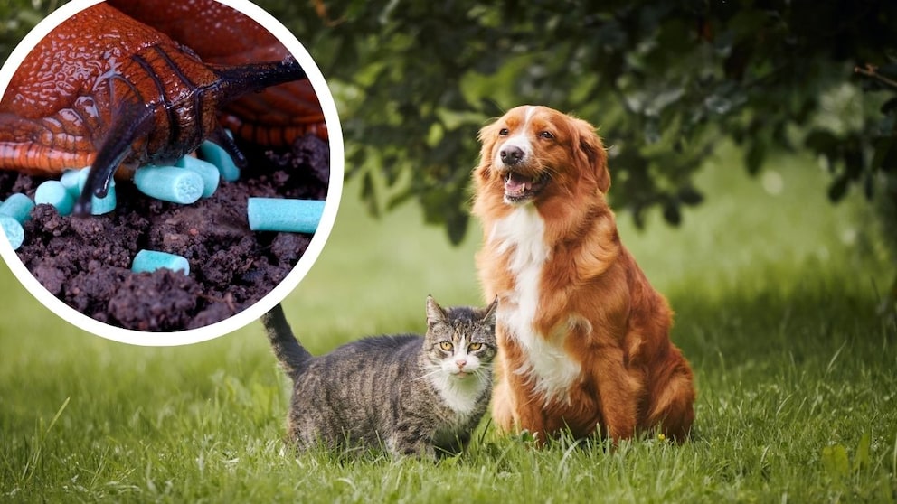 Collage Featuring a Snail with Snail Bait (Circle) and a Dog and Cat on the Lawn