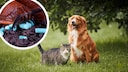 Collage Featuring a Snail with Snail Bait (Circle) and a Dog and Cat on the Lawn