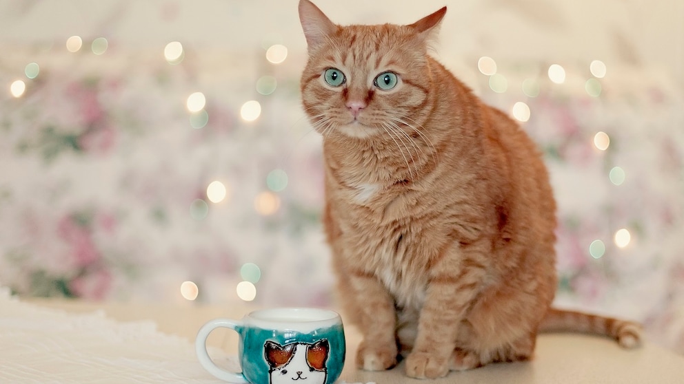 Cat Sits Next to Cup and Makes a Funny Face