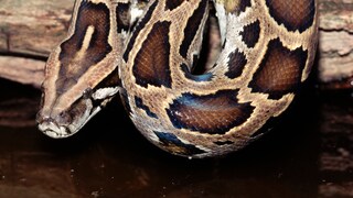 Burmese Python (Python molurus bivittatus)