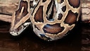 Burmese Python (Python molurus bivittatus)