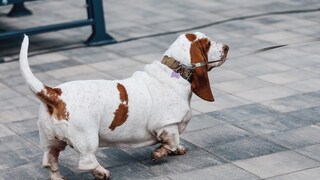 Overweight Basset Hound