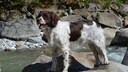 The origins of the Drentsche Patrijshond—a dog breed dating back to the 16th century—remain not fully explored to this day.