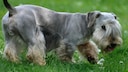 Although the Cesky Terrier has the heart of a passionate hunting dog, its friendly and affectionate personality makes it well-suited as a family pet.