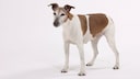 An older smooth-haired fox terrier stands in a white photo studio.