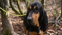 The Black and Tan Coonhound, originating from America, is ideally suited for raccoon hunting, as it can track their scent like no other.