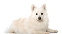The Mittelspitz combines the traits of a traditional guard dog with the adaptability of a modern family companion.