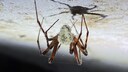 A fungus named after David Attenborough turns spiders into zombies.
