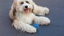 The Tibetan Terrier is a true bundle of energy—though in a very playful way.