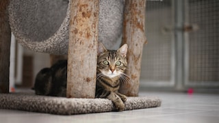 Cat Lies Between the Columns of a Scratching Post