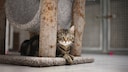 Cat Lies Between the Columns of a Scratching Post