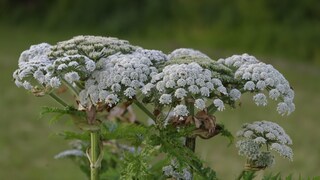 Giant Hogweed