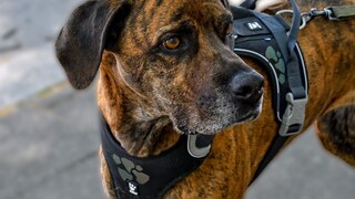 Originally, the Plott Hound was primarily known in the United States. However, it has since gained a growing fan base in other parts of the world.
