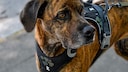 Originally, the Plott Hound was primarily known in the United States. However, it has since gained a growing fan base in other parts of the world.