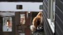 Cat Looks Into One of Amsterdam's Canals