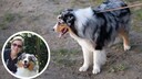 Collage featuring an Australian Shepherd on a leash and PETBOOK author Manuela Lieflaender (circle)