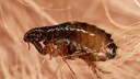 Dog Flea in the Fur