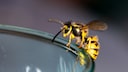Wasp on a Glass