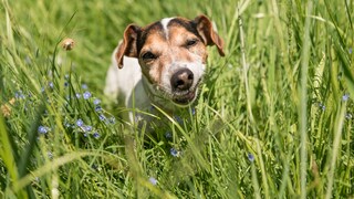 A dog eats grass in the meadow.