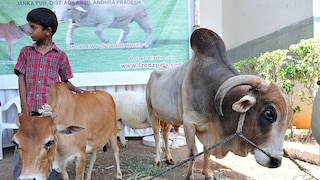 Indian Boy Next to a Punganur Cow, Considered the Smallest Cows in the World