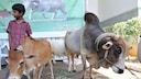 Indian Boy Next to a Punganur Cow, Considered the Smallest Cows in the World