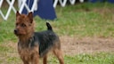 The Australian Terrier is one of the few terrier breeds that originated in Australia rather than Great Britain.