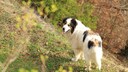The Tornjak originates from the mountainous regions of present-day Bosnia and Herzegovina and Croatia. For centuries, it has been used as a livestock guardian dog there.