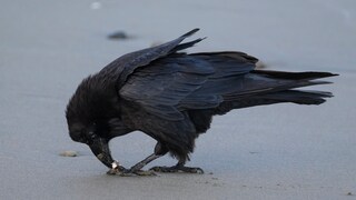 Corvids hide nuts and worms and remember the location and contents weeks later.