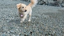 The Alopekis is a small to medium-sized dog breed from Greece. It represents a widely prevalent breed of domestic and farm dogs in the region.