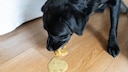 A black dog vomits on the floor.