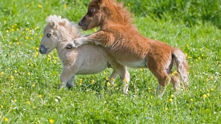 Two Falabellas in the Pasture