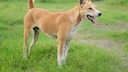 The Telogian originates from Malaysia and is the only dog breed from the country that has been bred outside its homeland.