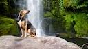 The Huntaway is an energetic, enduring, and hardworking dog with high intelligence.