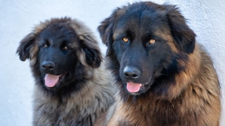 Two Cão de Serra de Estrela dogs against a neutral background