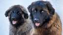 Two Cão de Serra de Estrela dogs against a neutral background