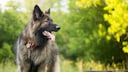The Shiloh Shepherd shows a clear resemblance to the German Shepherd but appears overall more robust, larger, and elegant.