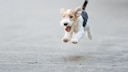 Wirehaired Fox Terrier in the Race