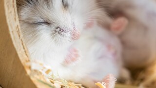 Sleeping Dwarf Hamster in Its House
