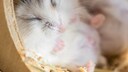 Dwarf hamster sleeping in its little house