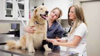 Golden Retriever at the Veterinarian on the Examination Table