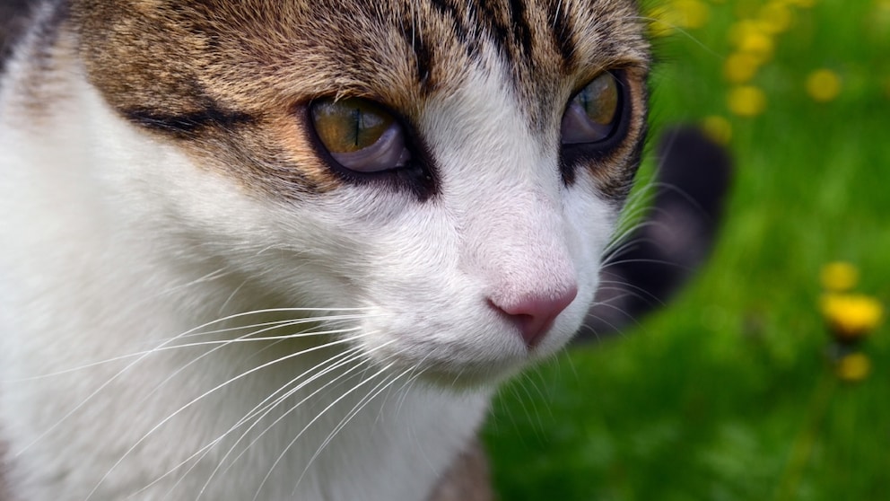 Horner Syndrome in Cats: Symptoms and Treatment - PETBOOK