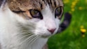 Cat Shows Clear Signs of Horner's Syndrome in the Eye