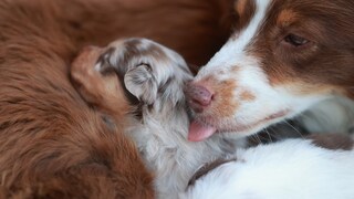 Mother dog takes care of her puppy.