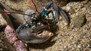 A European lobster in the sea