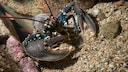A European lobster in the sea