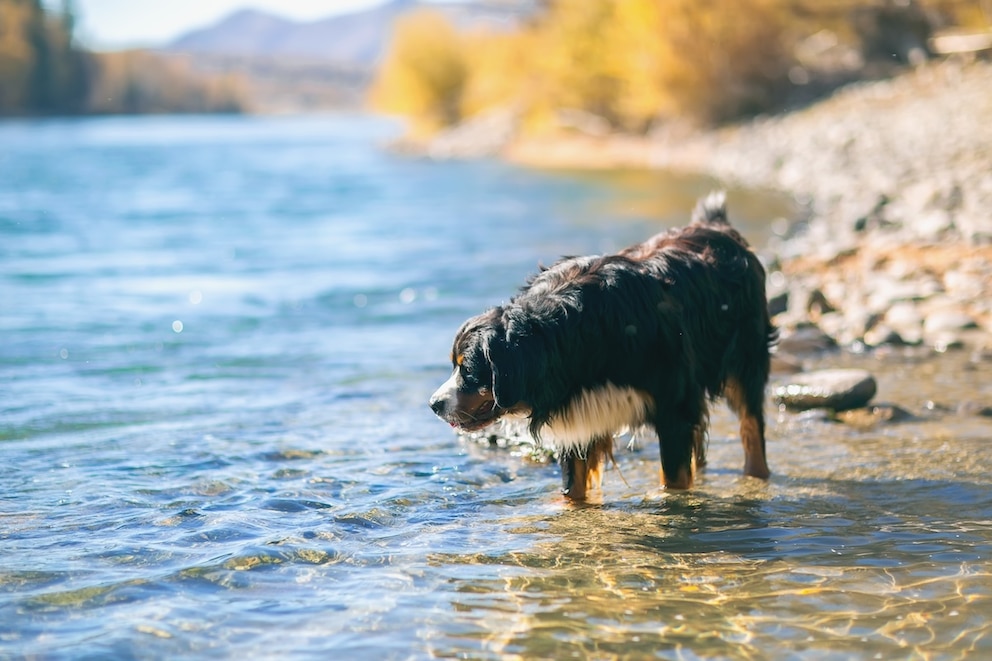 Dog Stands in Riverbed
