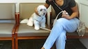 Dog With Anxiety in the Veterinarian's Waiting Room