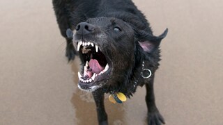 Labrador Shows Teeth